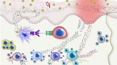 Heterogeneity and Comorbidity in Atopic Dermatitis  