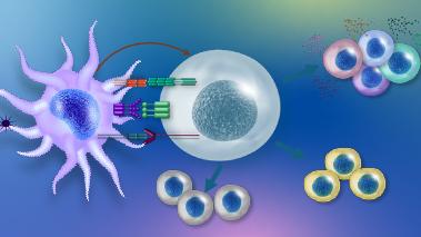 Pathophysiology of Atopic Dermatitis: T-cell Activation and Inflammation